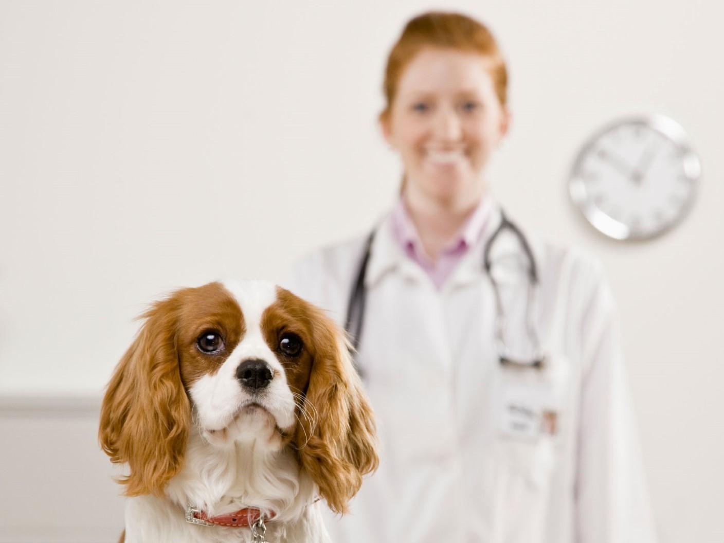 Veterinary Patients