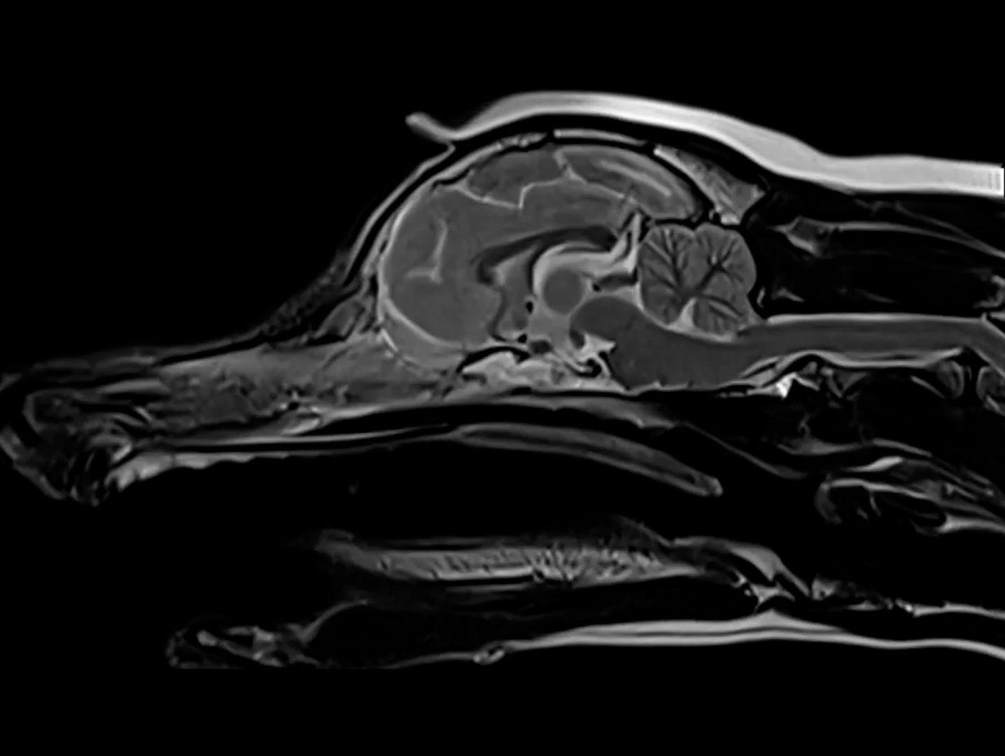 mri in veterinary